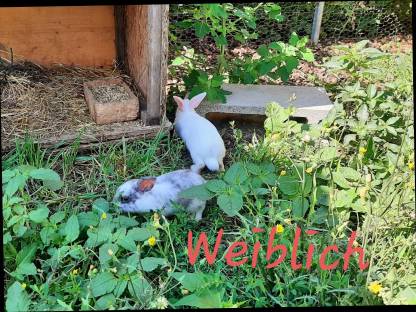 Zwergkaninchen