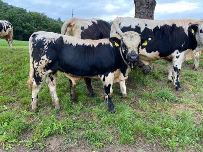 Bild 2:Pustertaler Sprinzen Stiere