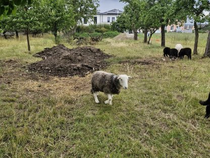 Bild 5:Reinrassige Herdwick Schafe zu verkaufen