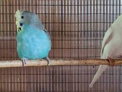 Bild 5:Wellensittich