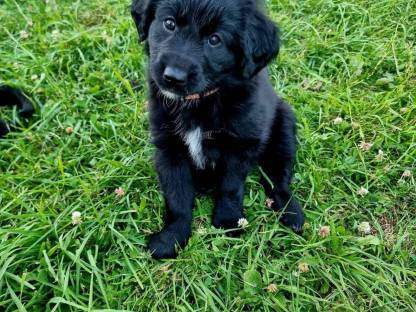 Schäfer Samojede Border Collie Welpen Mischlinge