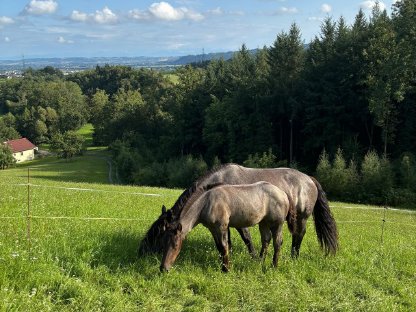 Bild 2:Norikerstutfohlen Mohrenkopf