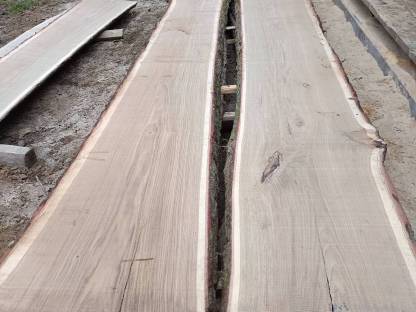 Bild 6:Eiche, Eichenholz