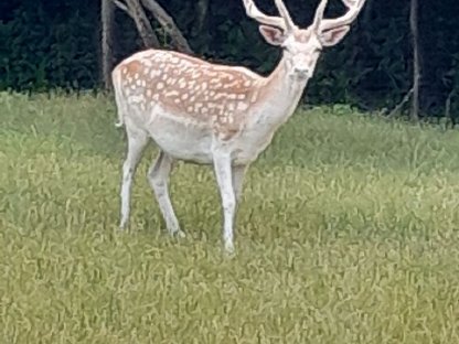 Verkaufen weißen Damhirsch
