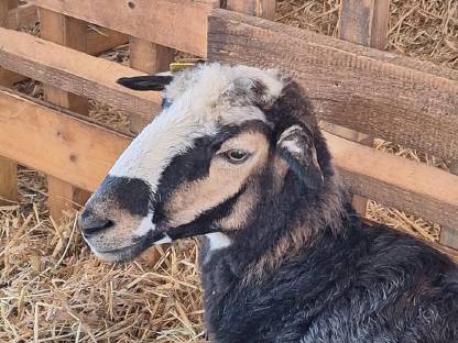 Bild 4:Krainer Steinschafe vom Herdezuchtbetrieb