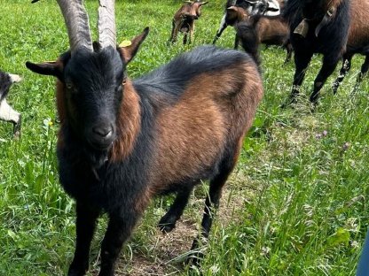 Bild 5:Pinzgauer Ziegenböcke HB und ohne HB zu verkaufen
