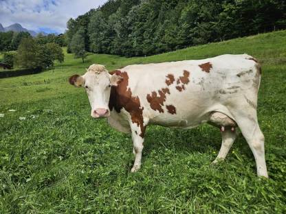 BIO Fleckvieh x RH Milchkuh