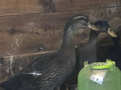 Enten, Laufenten
