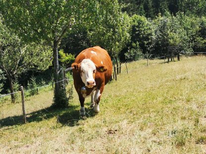 BIO Fleckvieh Kalbin trächtig