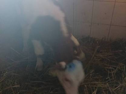 #FV Kalb#