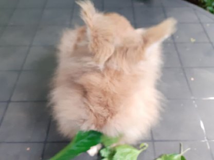 Löwenkopfweibchen