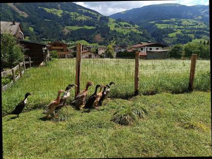 Laufenten