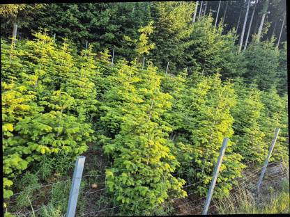 Schöne Nordmanntannen 1m bis 1,7m