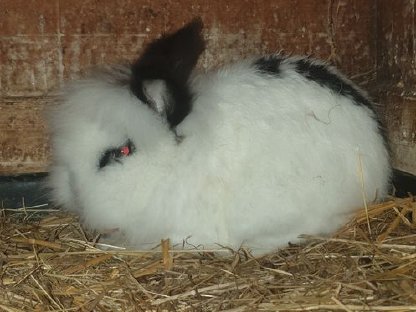Löwenkopfzwergkaninchen