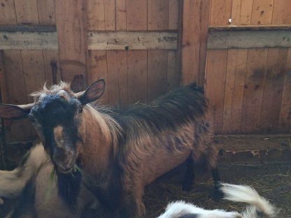 Bild 2:Ziegenbock zu verkaufen