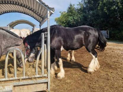 Bild 5:Shire Horse, größte Pferderasse der Welt, Kaltblut