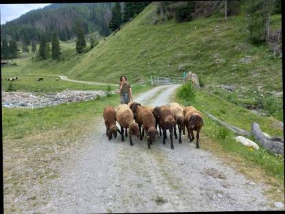Braune Bergschafe aus Herdbuchzucht