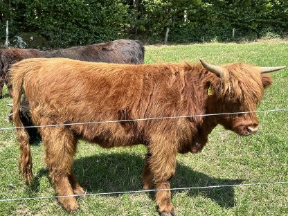 Bild 7:Hochlandrinder Kalbinnen