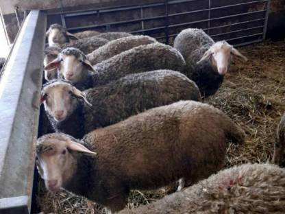 Merino-Widder