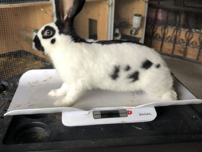 Bild 2:Riesenschecken