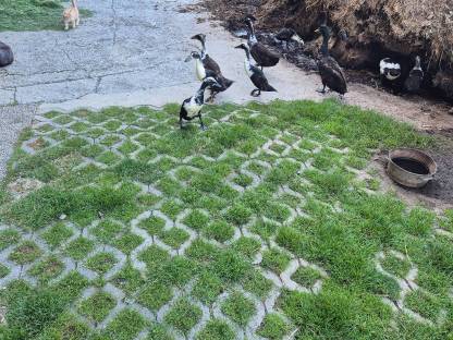 Bild 2:Laufenten Erpel