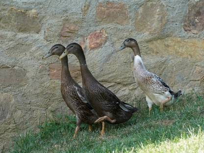 3 schöne Laufenten