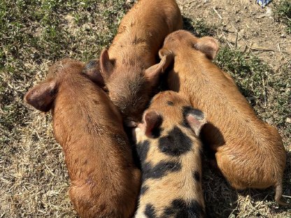 Warum Kune Kune besser sind als 'Minischweine'