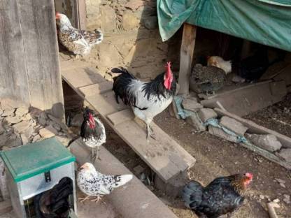 Bild 4:Bruteier meiner bunten Truppe