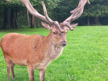 Bild 3:Verkaufe Kapitalen Rothirsch