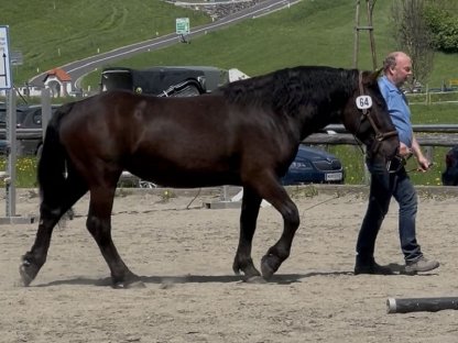 Bild 2:3-jährige Rappstute zum Verlieben