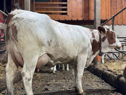 Fleckviehzuchtkuh aus dem Betrieb Moitzi in Obdach