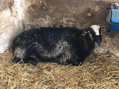 Bild 2:Krainer Steinschafe vom Herdezuchtbetrieb