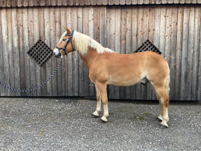Haflinger Wallach Brunello