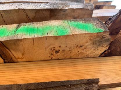 Bild 4:Ulme/Rüsterart