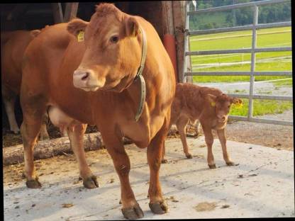 Limousin Kuh mit Kalb!