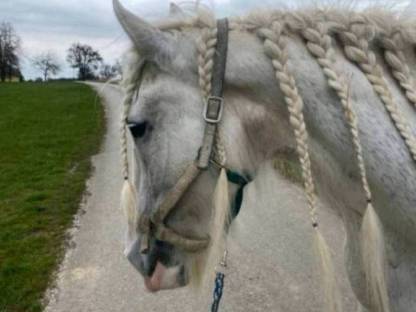 Bild 3:Shire Horse, größte Pferderasse der Welt