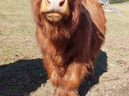 Bild 3:Hochlandrind Stier (Zuchtstier) BIO
