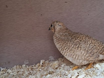 Bild 3:Zwergwachteln Chinesische