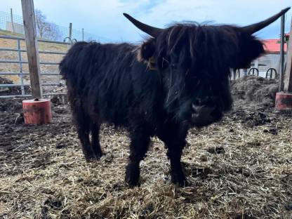 Bild 3:Hochlandrinder