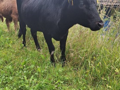 Bild 5:Dahomey Kühe