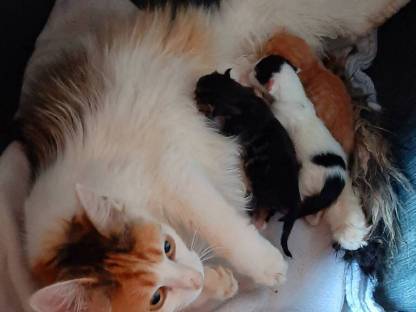 Ragdoll - Europäisch Langhaar Edelkitten