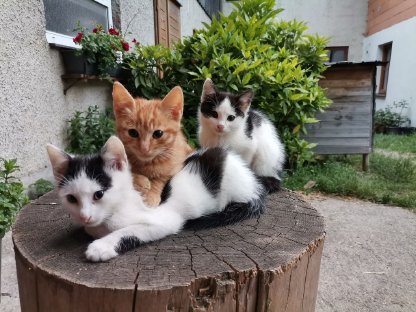 Katzenbabys