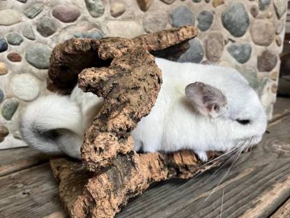 Chinchilla