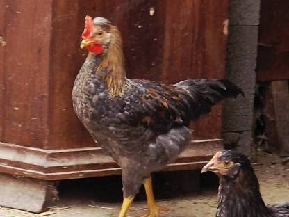 Bild 2:Hahn abzugeben