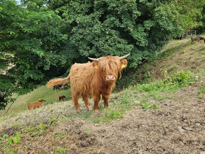Bild 4:Hochlandrinder-Jungstier