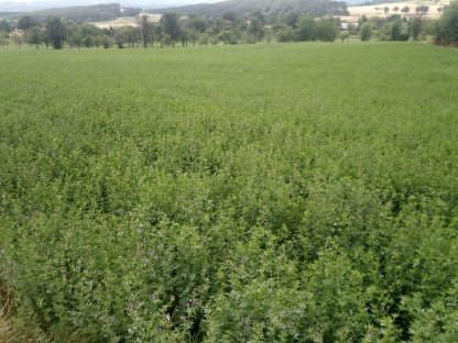 Bild 5:BIO Mais ab Feld, BIO Roggen, BIO Heu, Stroh