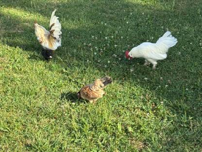 Bild 6:Hahn 2025 (Serama Bartzwerg Mischling)