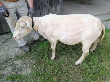 Bild 2:Zwei Schafböcke Berrichon 5,5 Jahre alt