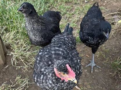 Bild 4:Rasse-Mix Junghennen