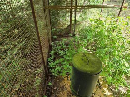 Bild 4:Voliere Hühnerstall Fasane Vögel